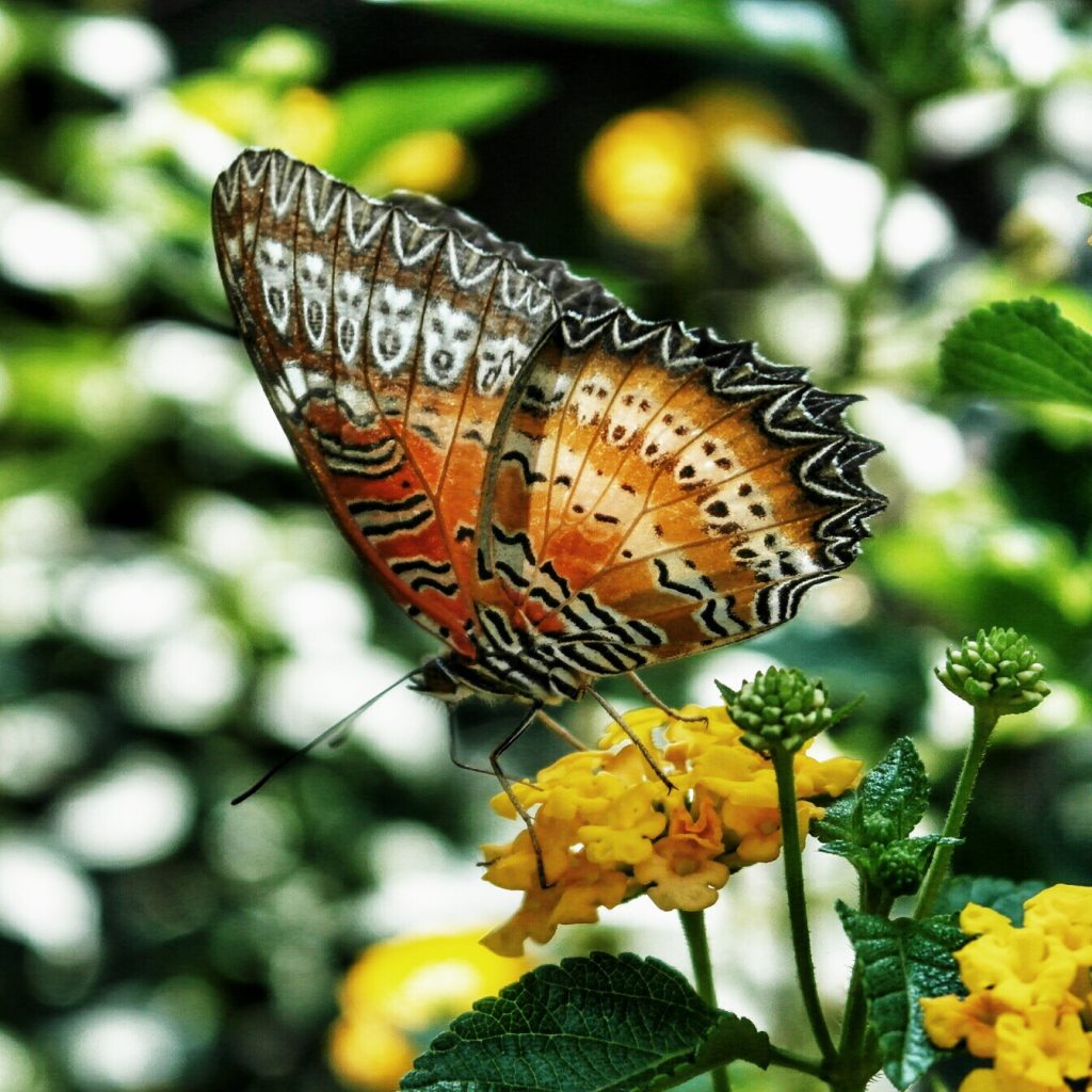butterfly macro
